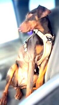 Mylah -  Doberman Pinscher Dog for Adoption in Omaha, Nebraska - Mylah | PetCurious