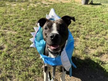 Rescue Boxer and Mixed Breed Dogs for Adoption in Omaha, Nebraska - DANE | PetCurious
