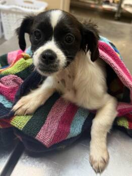 Mixed Breed Dogs Available for Adoption in Honolulu, Hawaii - Kiwi | PetCurious