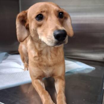LadyBug -  Mixed Breed Dog for Adoption in Pauls Valley, Oklahoma - LadyBug | PetCurious