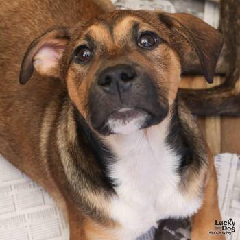 Shepherd Dogs Available for Adoption in Washington, District Of Columbia - Natalie | PetCurious