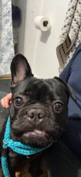 Kenny -  French Bulldog Dog for Adoption in Clay, New York - Kenny | PetCurious
