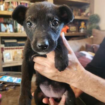 Catahoula Leopard Dog Dogs Available for Adoption - Asia | PetCurious