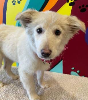 Corgi and Spitz Dogs Available for Adoption in Jackson, Michigan - Dandy | PetCurious