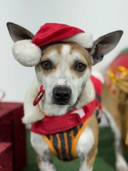 Rescue Chihuahua and Rat Terrier Dogs for Adoption in Carlsbad, California - Triscuit | PetCurious