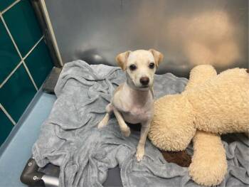 ZILA -  Chihuahua and Mixed Breed Dog for Adoption in Houston, Texas - ZILA | PetCurious