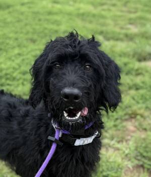 Fuji (ID 52227) -  German Shorthaired Pointer and Poodle Dog for Adoption in Manassas, Virginia - Fuji (ID 52227) | PetCurious