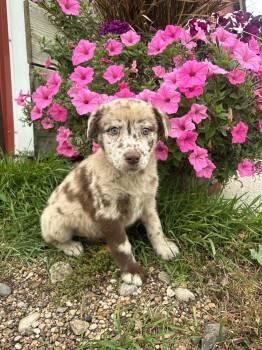 Brookies -  Cattle Dog Dog for Adoption in Grand Forks, North Dakota - Brookies | PetCurious