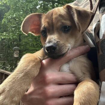 Chihuahua Dogs Available for Adoption in Kannapolis, North Carolina - Bucky | PetCurious