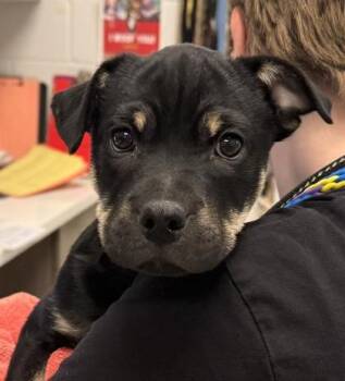 Jagger -  Mixed Breed Dog for Adoption in Kansas City, Missouri - Jagger | PetCurious