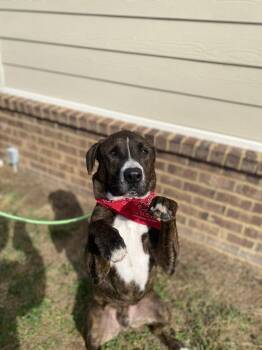 American Bulldog and Mixed Breed Dogs Available for Adoption in Dickson, Tennessee - Linus | PetCurious