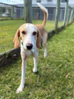 Timothy -  Foxhound and Greyhound Dog Available for Adoption in Hudson, New York - Timothy | PetCurious