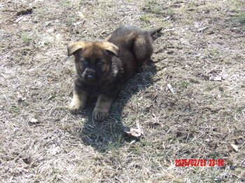 Dogs for Sale - LUKE | PetCurious