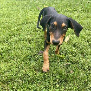 Ted Lasso -  Labrador Retriever and Coonhound Dog for Adoption in La Grange, Kentucky - Ted Lasso | PetCurious