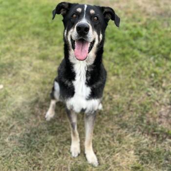 Sylvie -  Mixed Breed Dog for Adoption in Spokane, Washington - Sylvie | PetCurious