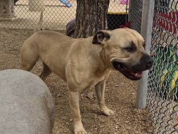 Mastiff Dogs Available for Adoption in Sierra Vista, Arizona - Kix | PetCurious
