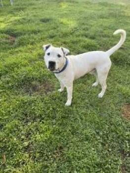 DARBY CAMDEN -  Pit Bull Terrier Dog for Adoption in Woodbine, Georgia - DARBY CAMDEN | PetCurious