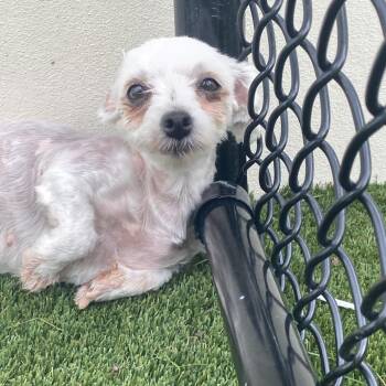 Lady Lou 0013 -  Maltese Dog for Adoption in Loxahatchee Groves, Florida - Lady Lou 0013 | PetCurious