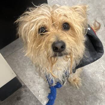 Mixed Breed Dogs Available for Adoption - Jelly Donut | PetCurious