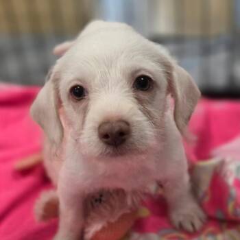 Spuff FJ -  Chihuahua and Miniature Poodle Dog for Adoption in Austin, Texas - Spuff FJ | PetCurious
