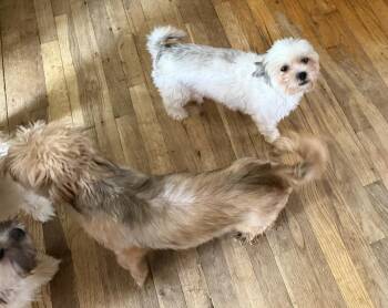 Matilda ( Tilly) -  Shih Tzu Dog for Adoption in Plymouth, Michigan - Matilda ( Tilly) | PetCurious