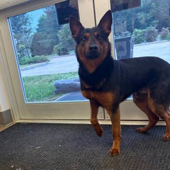 Shepherd and Cattle Dog Dogs Available for Adoption in Tupelo, Mississippi - Newskie - 050901U | PetCurious