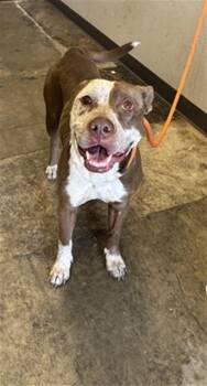 BRAWNS -  Pit Bull Terrier and Mixed Breed Dog for Adoption in Ontario, California - BRAWNS | PetCurious