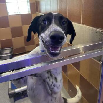 R163906 Sweeney -  Black Labrador Retriever and Mixed Breed Dog for Adoption in Port Washington, New York - R163906 Sweeney | PetCurious