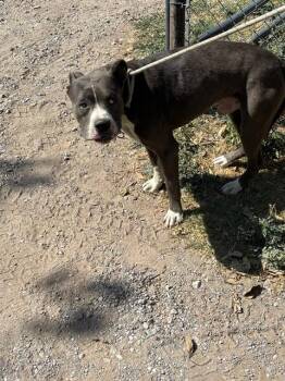 MONTY -  Pit Bull Terrier and Mixed Breed Dog for Adoption in Oklahoma City, Oklahoma - MONTY | PetCurious