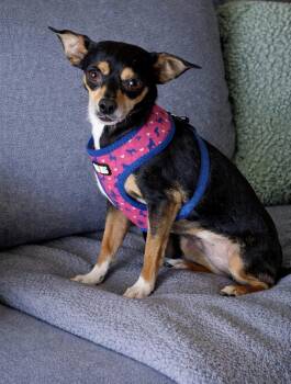 Chihuahua Dogs Available for Adoption in Polson, Montana - Rosie | PetCurious