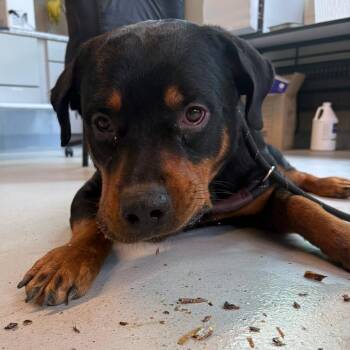 Kratos Stray Hold 6/17 -  Mixed Breed Dog for Adoption in Huntington, West Virginia - Kratos Stray Hold 6/17 | PetCurious