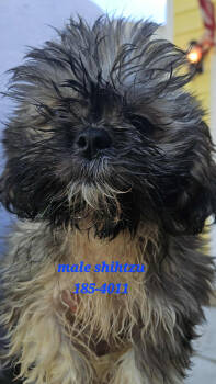 Rescue Shih Tzu Dogs for Adoption in Twin Lakes, Wisconsin - #185 | PetCurious