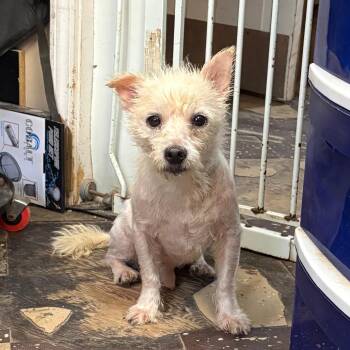 Forrest 2 -  Terrier and Mixed Breed Dog for Adoption in North Myrtle Beach, South Carolina - Forrest 2 | PetCurious