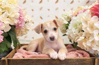 Redwood -  Terrier Dog for Adoption in Newberg, Oregon - Redwood | PetCurious
