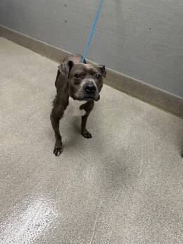 WIGGLY GIRL -  Pit Bull Terrier Dog for Adoption in Las Vegas, Nevada - WIGGLY GIRL | PetCurious