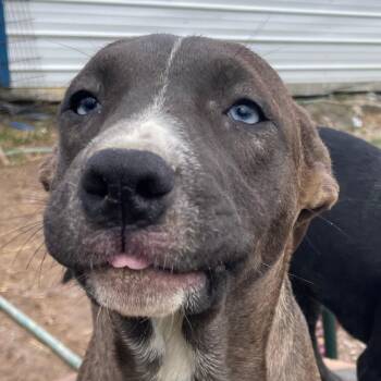 Hound Dogs Available for Adoption in Andover, Massachusetts - Trouble Twinkle | PetCurious