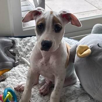 Jack Russell Terrier and Labrador Retriever Dogs Available for Adoption - Jaxxon | PetCurious