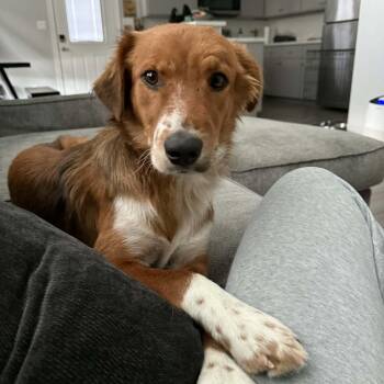 Ranger boy -  Collie Dog for Adoption in Harlingen, Texas - Ranger Boy | PetCurious