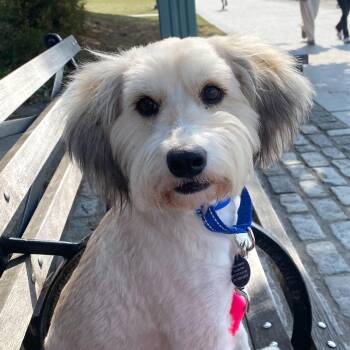 Cockapoo Dogs Available for Adoption - Kuma | PetCurious