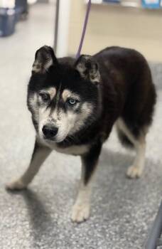 sage -  Siberian Husky Dog for Adoption in Burgaw, North Carolina - Sage | PetCurious