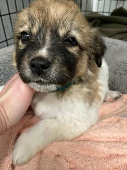 Great Pyrenees and Mixed Breed Dogs Available for Adoption - Asperitas (Green) | PetCurious