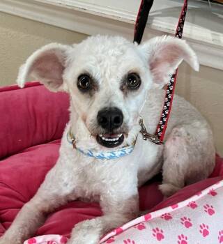 Glacier -  Miniature Poodle and Maltipoo Dog for Adoption in Bellaire, Texas - Glacier | PetCurious