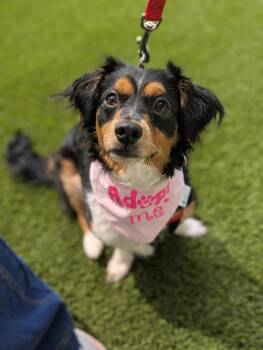 Corgi and Australian Shepherd Dogs Available for Adoption in The Woodlands, Texas - Maggie May | PetCurious