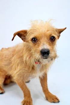 Henry -  Chihuahua and Mixed Breed Dog for Adoption in Morton Grove, Illinois - Henry | PetCurious