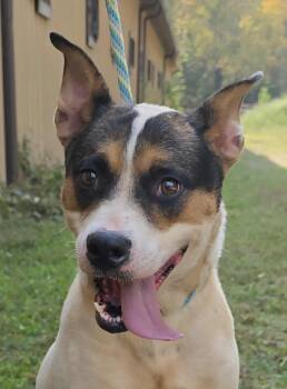 Rescue Australian Cattle Dog Blue Heeler Dogs for Adoption in Newport, Tennessee - Lacy | PetCurious