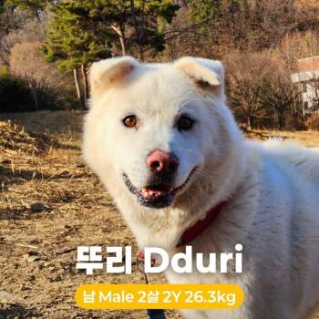 Jindo Dogs Available for Adoption in Northbrook, Illinois - Dduri | PetCurious