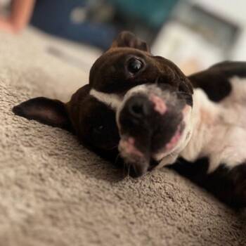 Pit Bull Terrier and Mixed Breed Dogs Available for Adoption in Northville, Michigan - Miss Piggy | PetCurious