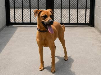 Wellie -  Shepherd and Mixed Breed Dog for Adoption in Orangeburg, South Carolina - Wellie | PetCurious