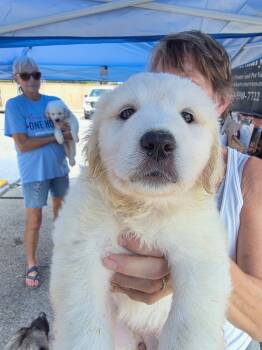 Scootch DFW -  Great Pyrenees Dog for Adoption in Quinlan, Texas - Scootch DFW | PetCurious