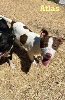 Rescue Mixed Breed Dogs for Adoption in Spring, Texas - Atlas | PetCurious